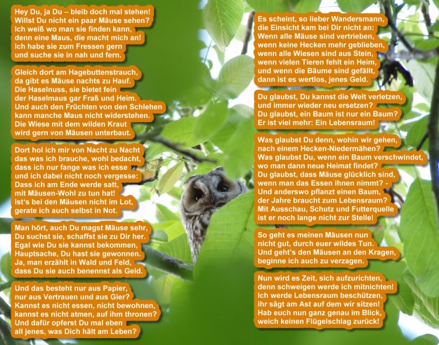 Gesicht-Gedicht Waldohreule