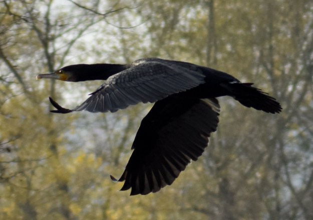 dsc_0242-e1574699150989-1