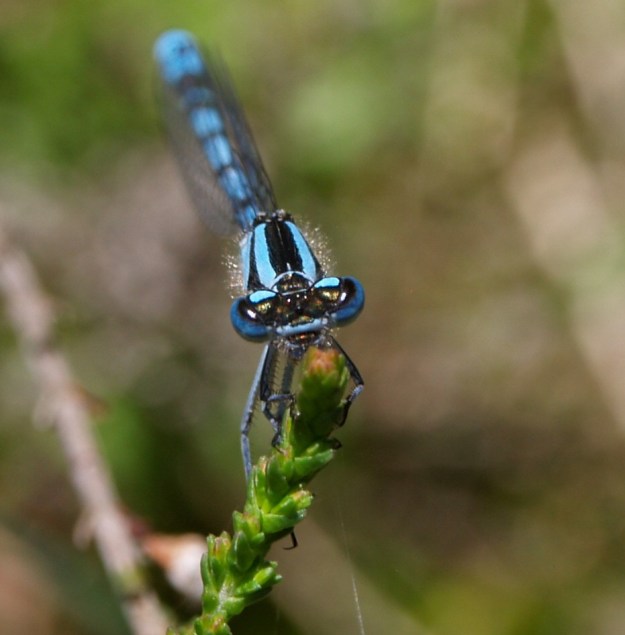 Hufeisen-Azurjungfer