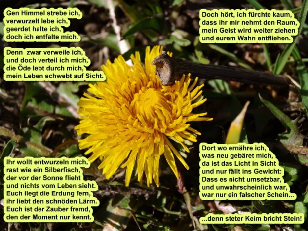 Gedicht Löwenzahn