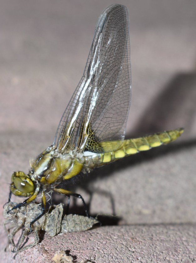 Libelle mit ausgehärteten Flügeln