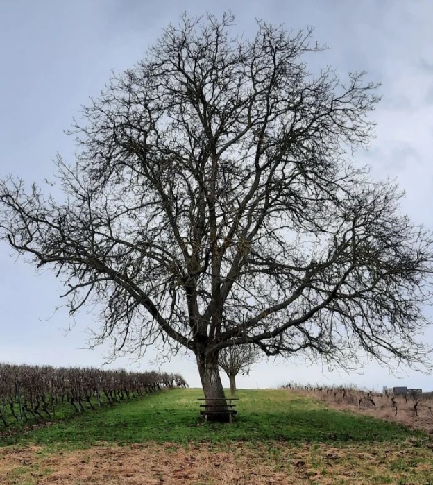 Walnussbaum auf Wiese
