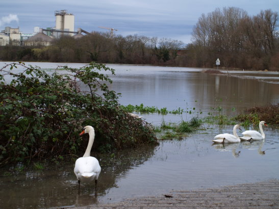 Hochwasser am Rhein, im Vordergrund schwimmen Schwäne, im Hintergrund ist eine Fabrik zu sehen.