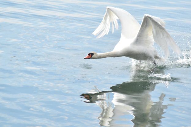 Ein Schwan läuft übers Wasser, um Anlauf fürs Fliegen zu nehmen.